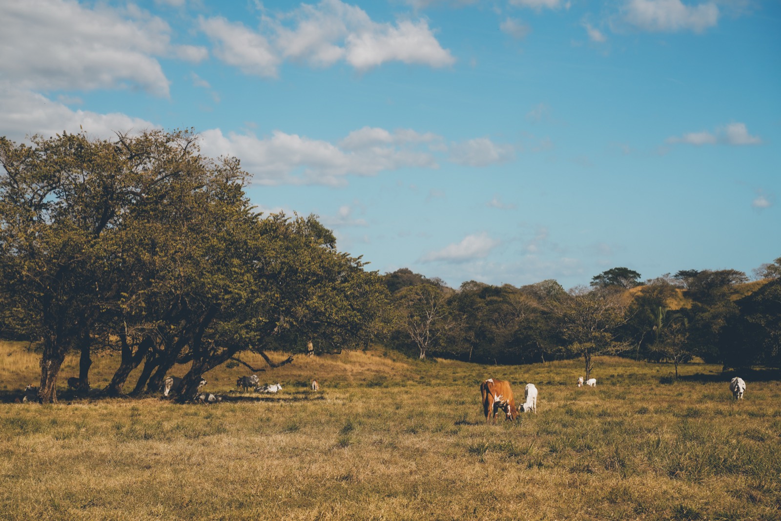 Horses grazing in a golden Guanacaste field near Nosara
