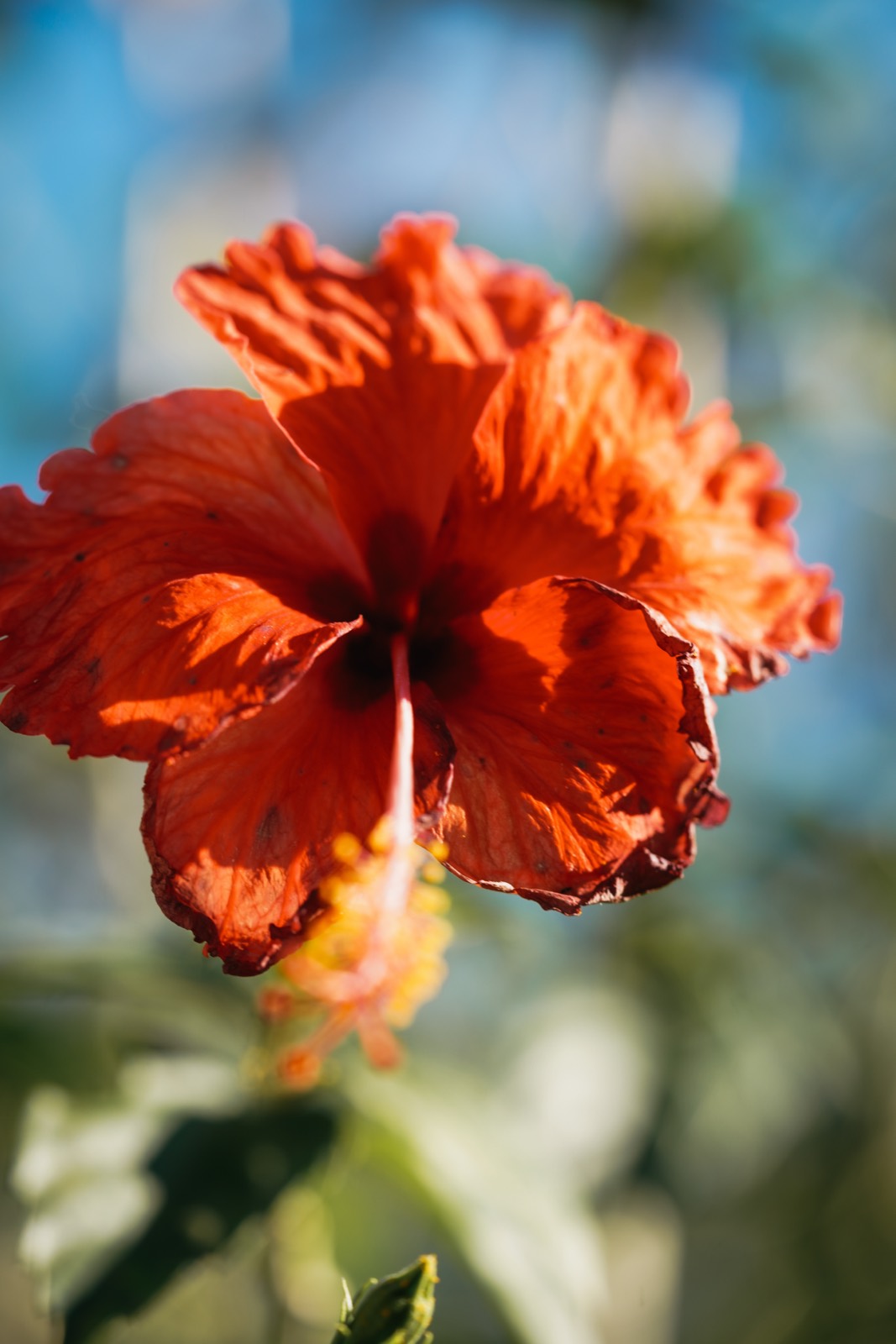 A vivid red hibiscus flower in the tropical light